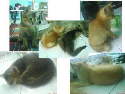 Gino , Dino & Shino - Domestic Long Hair + Domestic Medium Hair Cat