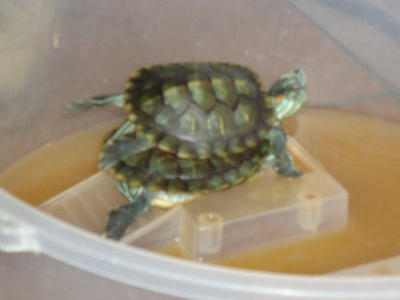 Bachy N Machy - Turtle Reptile