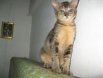 Baby Gaint - Domestic Short Hair Cat