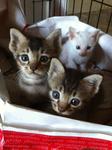 3 cute kittens