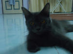 Luie Melody - Persian Cat