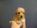 Cute Homebred Local Toy Poodle - Poodle Dog