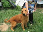 Golden Retriever - Adult - Golden Retriever Dog