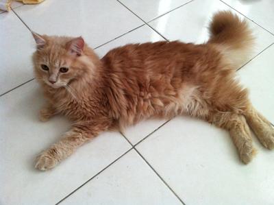 Poppy - Domestic Long Hair + Persian Cat