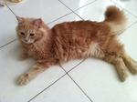 Poppy - Domestic Long Hair + Persian Cat