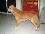 Jackus - Golden Retriever Dog
