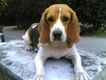 Miko - Beagle Dog