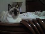 Boboy  - Siamese + Persian Cat