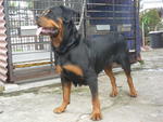 Rainbow - Rottweiler Dog