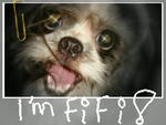 Fifi - Shih Tzu Dog