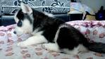 Husky - Big Bone With Blue Eyes   - Siberian Husky Dog