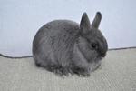 Nd - Blue - Netherland Dwarf Rabbit