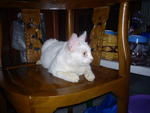 Puteh - Domestic Short Hair Cat