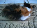 Manja - Domestic Medium Hair + Persian Cat