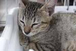 X (Adopted) Xiu-xiu Fu (小小虎) - Domestic Short Hair Cat