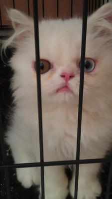 Putih - Persian Cat