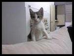 Saifuddin - Domestic Short Hair Cat