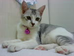 Misya - Domestic Medium Hair Cat