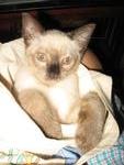 Tah Tah - Domestic Short Hair Cat