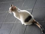 Xiu-fa (Lost In Kuchai Lama, Kl) - Domestic Short Hair Cat