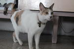 Xiu-fa (Lost In Kuchai Lama, Kl) - Domestic Short Hair Cat