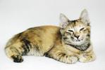 Explorer - Domestic Medium Hair Cat