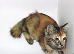 Mozilla - Domestic Medium Hair Cat