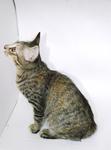 Smallie - Domestic Short Hair Cat