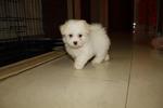 Tiny Maltese - Maltese Dog