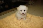 Tiny Maltese - Maltese Dog