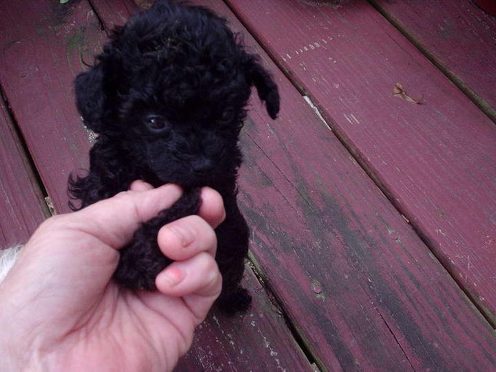 Poodle Puppies Sold 12 Years, Teacup Tiny Poodle Puppy Small Size