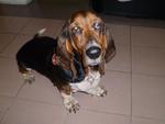 Dogdog - Basset Hound Dog