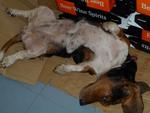 Dogdog - Basset Hound Dog