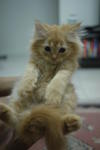 Kitties - Domestic Long Hair Cat