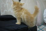 Kitties - Domestic Long Hair Cat