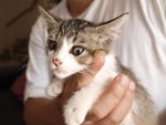 Tuna - Tabby + Domestic Short Hair Cat