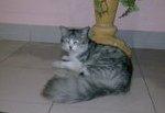 Grey - Persian + Domestic Long Hair Cat