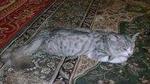 Grey - Persian + Domestic Long Hair Cat