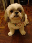 Mou Mou - Shih Tzu Dog