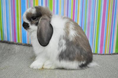 Hl3 - Holland Lop Rabbit