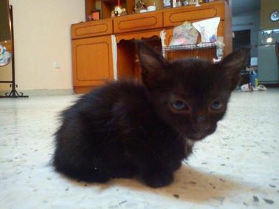 Mokia - Domestic Medium Hair Cat