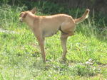 PF24330 - Mixed Breed Dog