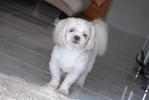 Happy - Shih Tzu Dog