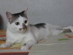 Ori - Domestic Short Hair Cat