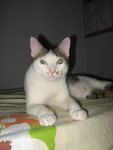 Uno - Domestic Short Hair Cat