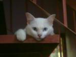 Upin - Persian Cat