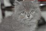 Lola - Persian Cat