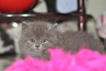 Lola - Persian Cat