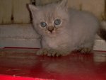  Munchkin Pure Bred - Munchkin Cat