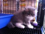 Lily - Persian Cat